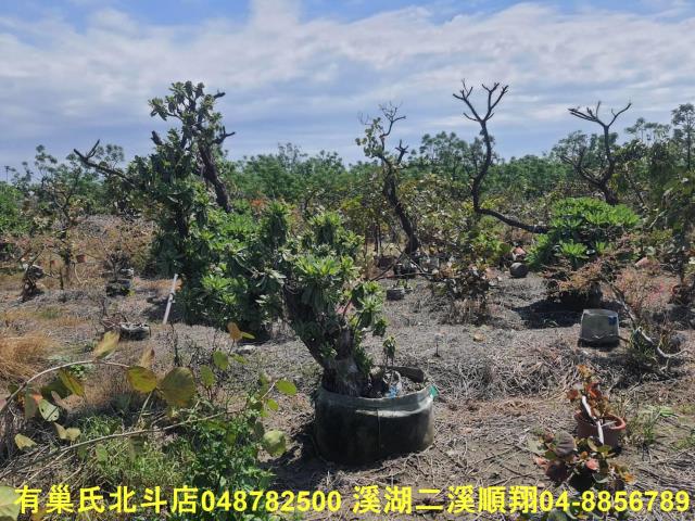 彰化農地-2