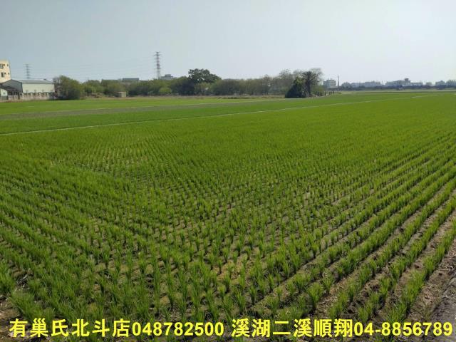 彰化埤頭農地-1