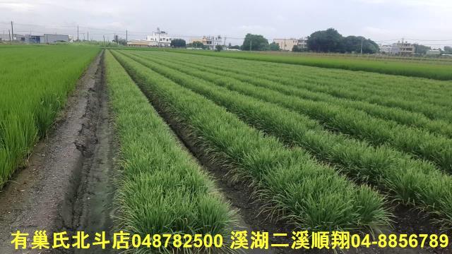 彰化埤頭農地-0