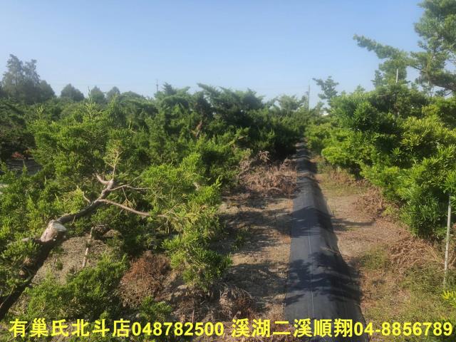彰化溪州農地-4