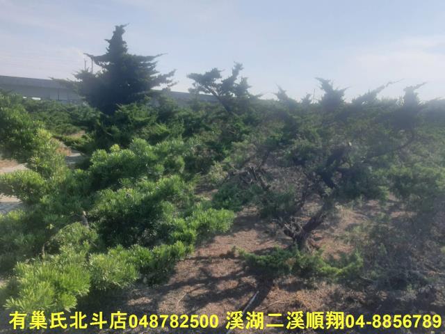 彰化溪州農地-6