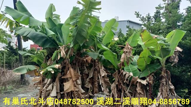 田尾農地-10