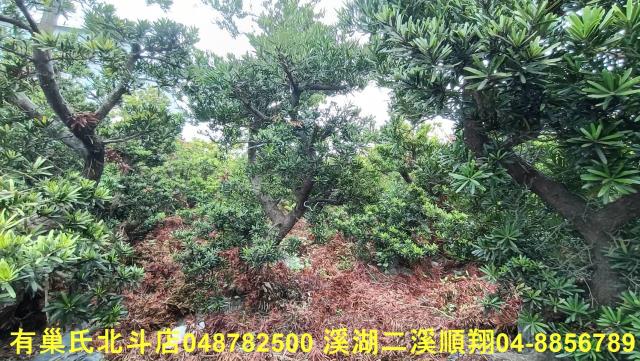 田尾農地-2