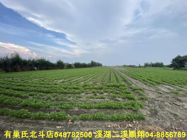 大城農地-1