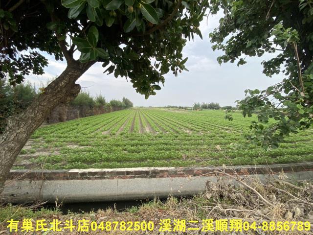 大城農地-4
