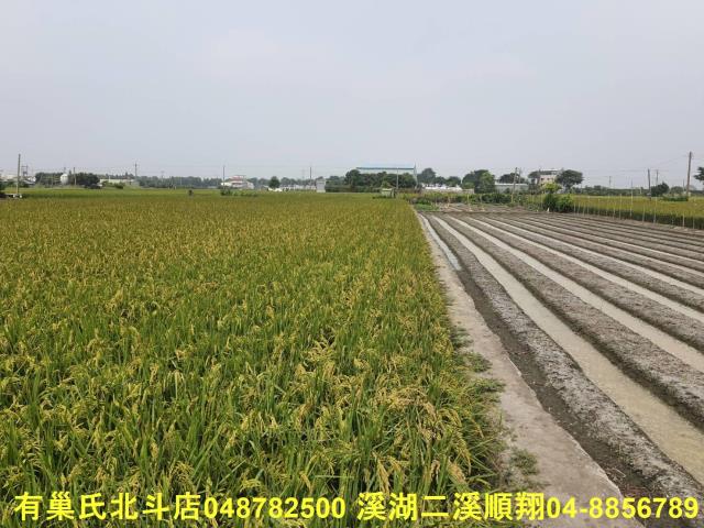 埤頭農地-3