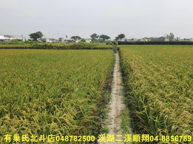 埤頭農地-4