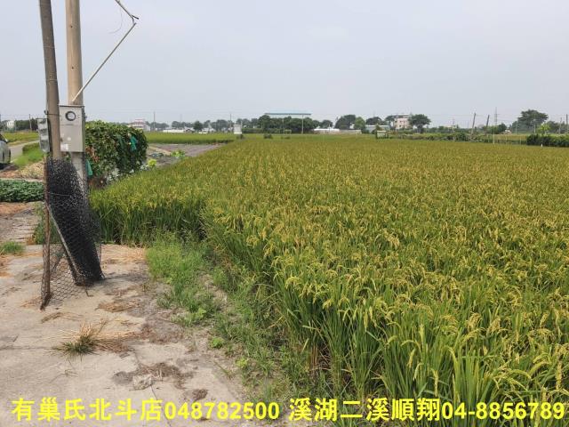 埤頭農地-5