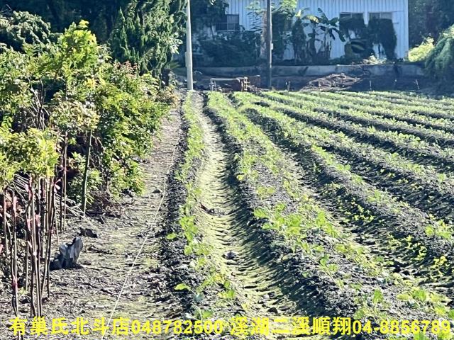 彰化溪州農地-4