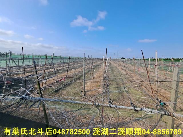 埤頭農地-3