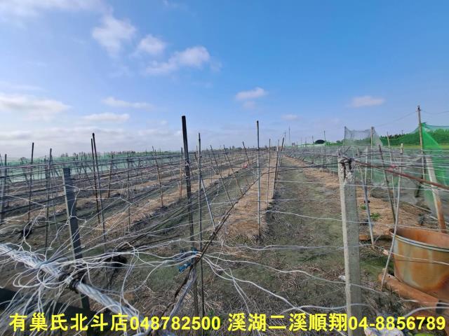 埤頭農地-6