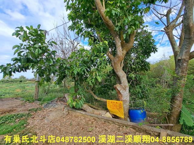 南投名間農地-13