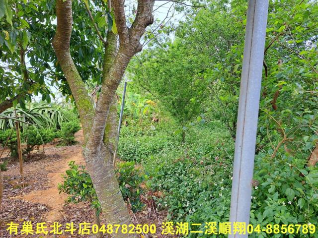 南投名間農地-5