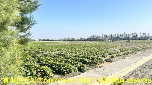 大城農地-1