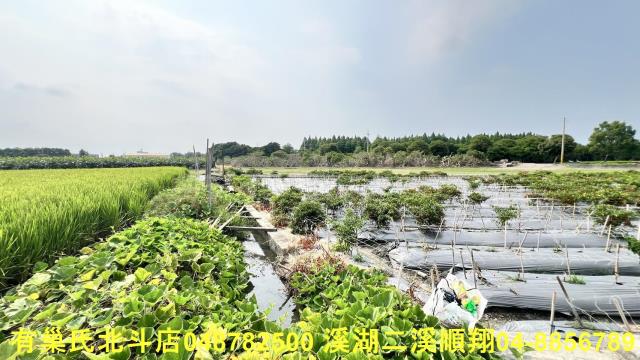 溪州農地-3