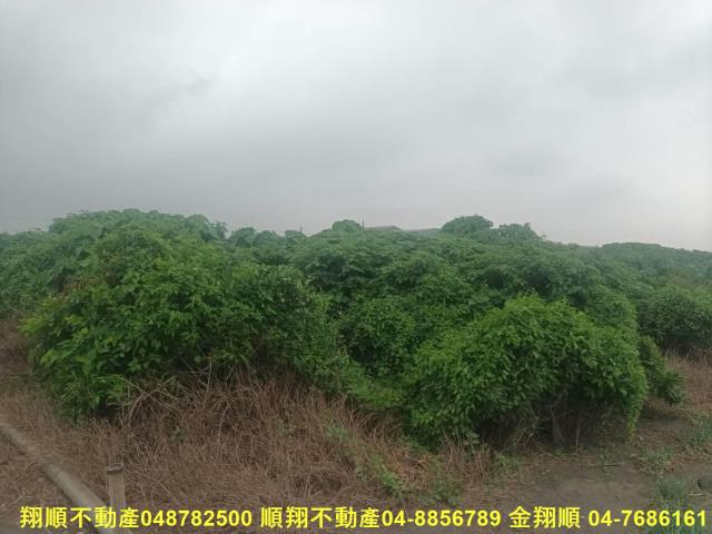 芳苑農地-1