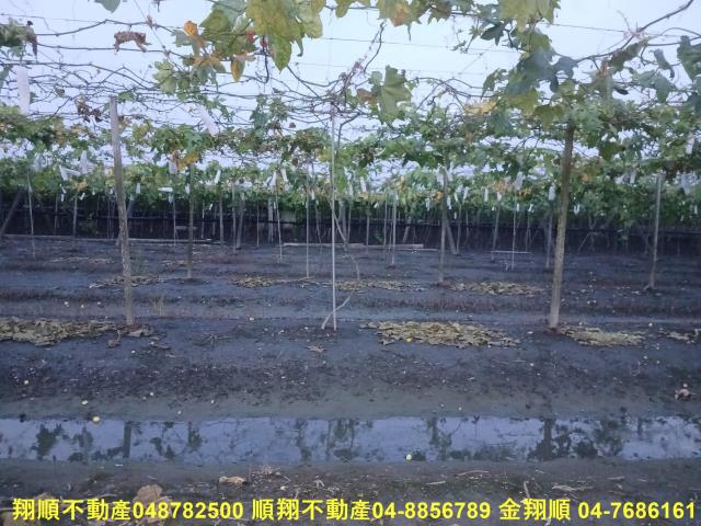 溪湖農地-4