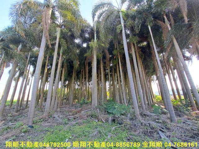 彰化溪州農地-7