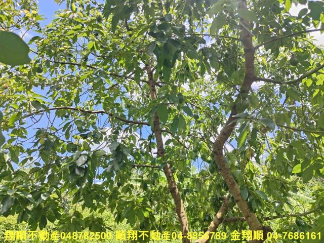 南投中寮農地-9
