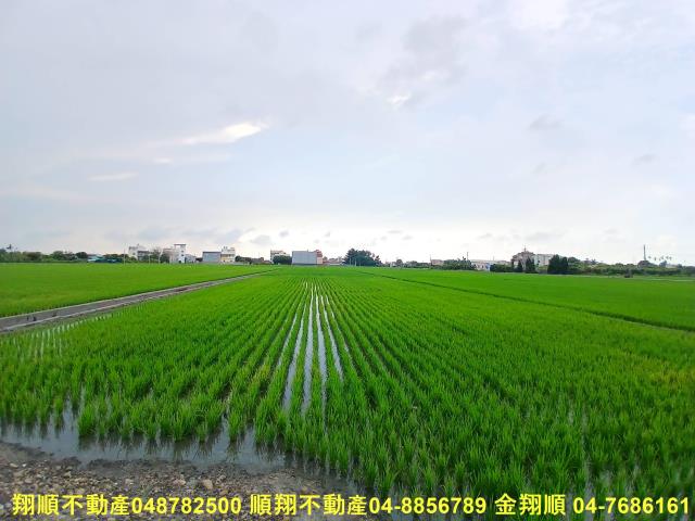 埔心農地-0