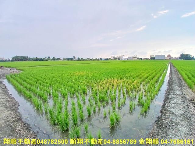 埔心農地-2